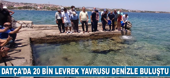 Datça'da 20 bin levrek yavrusu denizle buluştu
