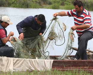 İsrail sazanının popülasyonunu azaltmak için çalışma başlatıldı