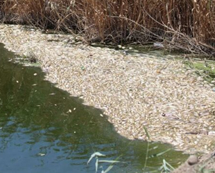 Büyük Menderes Nehri kıyısındaki ölü balıklar tedirgin ediyor