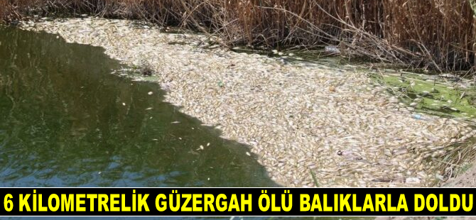 Büyük Menderes Nehri kıyısındaki ölü balıklar tedirgin ediyor