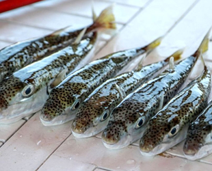 3 yılda 16.5 milyon anaç balon balığı yakalanacak