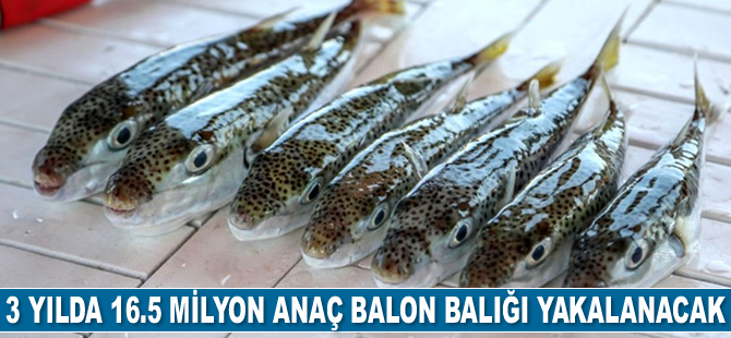 3 yılda 16.5 milyon anaç balon balığı yakalanacak