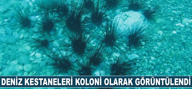 Deniz kestaneleri koloni olarak görüntülendi
