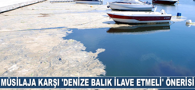 Murat Kurum’dan müsilaja karşı ‘denize balık ilave etmeli’ önerisi geldi