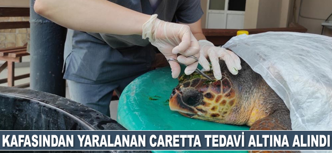 Çanakkale’de kafasından yaralanan caretta tedavi altına alındı