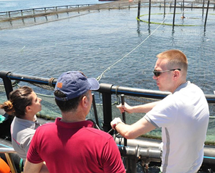 Milas’ta 230 adet balık çiftliği bulunuyor