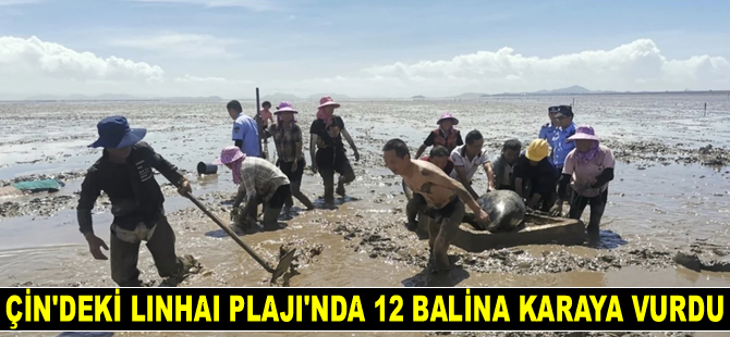 Çin’de 12 adet balina karaya vurdu