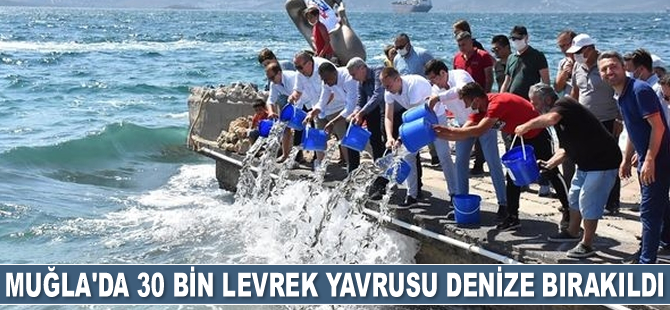 Muğla'da 30 bin levrek yavrusu denize bırakıldı