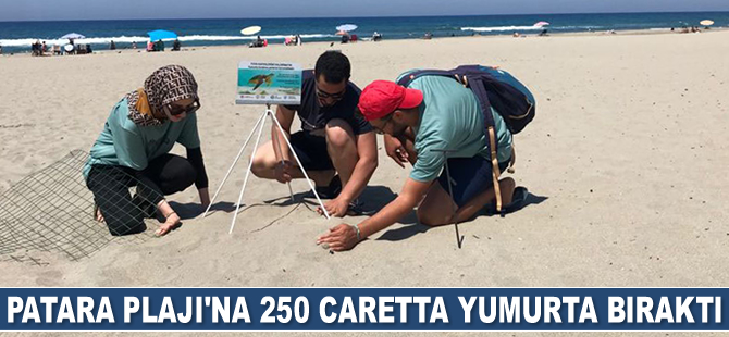 Patara Plajı'na 250 caretta yumurta bıraktı