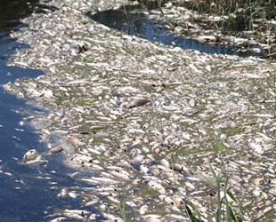Büyük Menderes Nehri'ndeki toplu balık ölümleri tedirgin etti