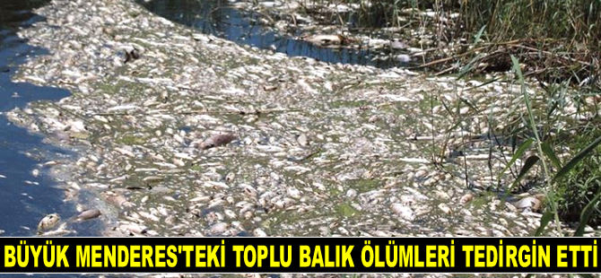 Büyük Menderes Nehri'ndeki toplu balık ölümleri tedirgin etti