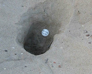 Belek’te caretta caretta yuva sayısı 2 bini aştı