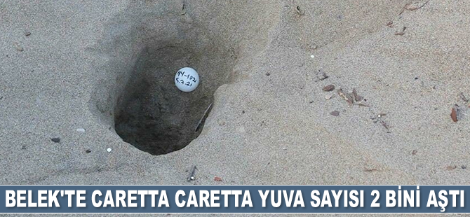 Belek’te caretta caretta yuva sayısı 2 bini aştı