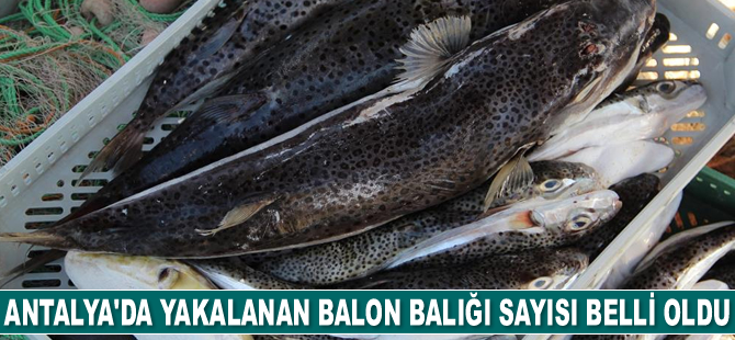 Antalya’da yakalanan balon balığı sayısı belli oldu