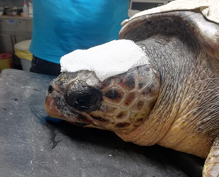 Çanakkale’de yaralı olarak bulunan caretta tedavi altına alındı