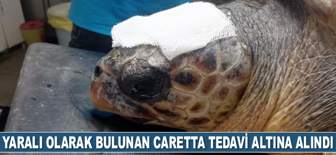 Çanakkale’de yaralı olarak bulunan caretta tedavi altına alındı