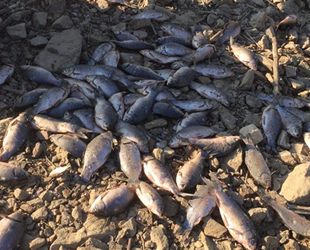 Manisa'da baraj suları tahliye edilince balıklar telef oldu