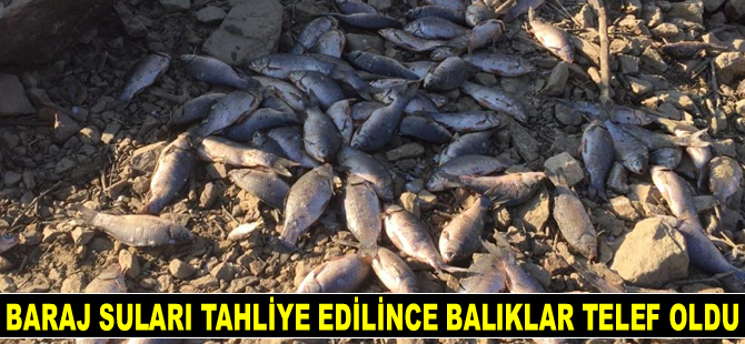 Manisa'da baraj suları tahliye edilince balıklar telef oldu