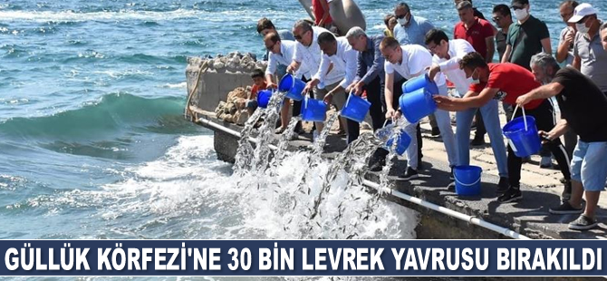 Güllük Körfezi’ne 30 bin levrek balığı yavrusu bırakıldı