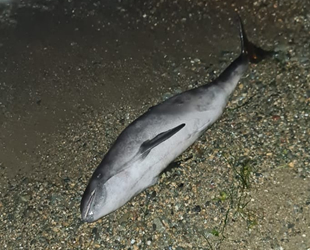 Yalova'da ölü yunus kıyıya vurdu