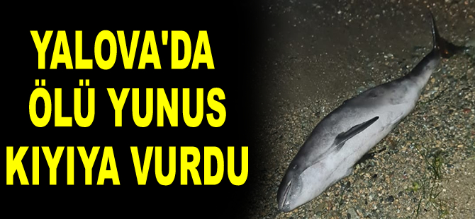 Yalova'da ölü yunus kıyıya vurdu