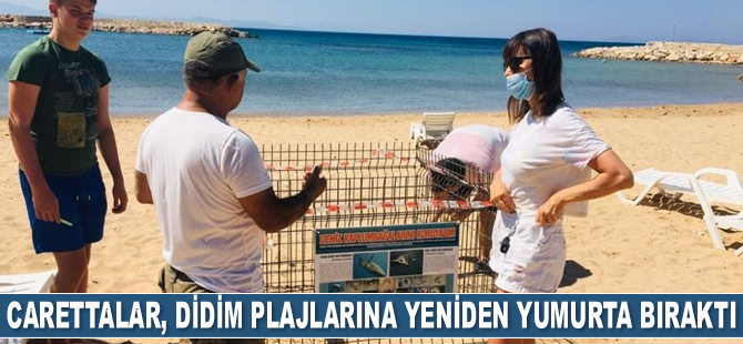 Deniz kaplumbağaları, Didim plajlarına yeniden yumurta bıraktı