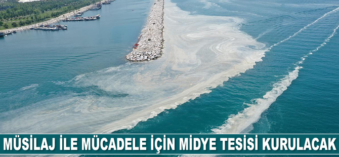 Müsilaj ile mücadele için midye tesisi kurulacak