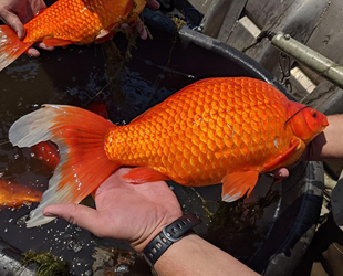 Japon balıklarını göle bırakmama çağrısı yapıldı