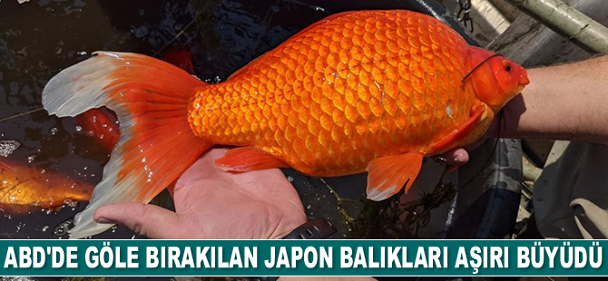 Japon balıklarını göle bırakmama çağrısı yapıldı