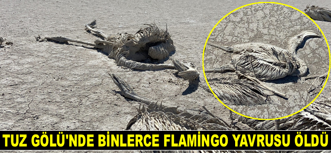 Tuz Gölü'nde binlerce flamingo yavrusu öldü