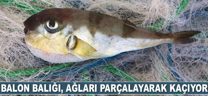 Akdeniz’de balon balığı popülasyonu arttı