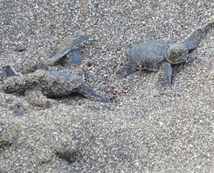 Yavru carettalar, İztuzu Plajı’nda mavi sularla buluşuyor