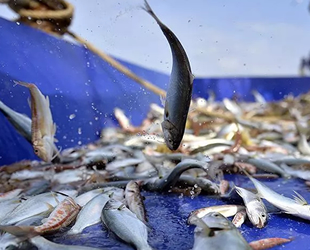 Geleneksel kıyı balıkçılığı destek ödemelerinin tutarları belli oldu