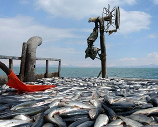 İnci kefalinde av yasağı sona erdi