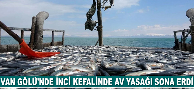 İnci kefalinde av yasağı sona erdi