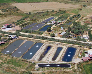 Toprak havuzda üretilen balıklar, yurt dışına ihraç ediliyor