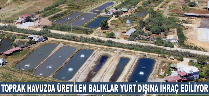 Toprak havuzda üretilen balıklar, yurt dışına ihraç ediliyor