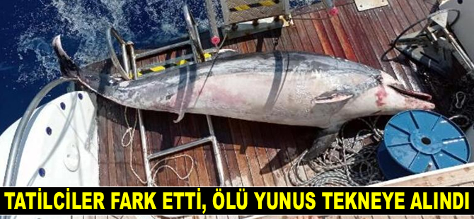 Datça'da tatilciler fark etti, ölü yunus tekneye alındı