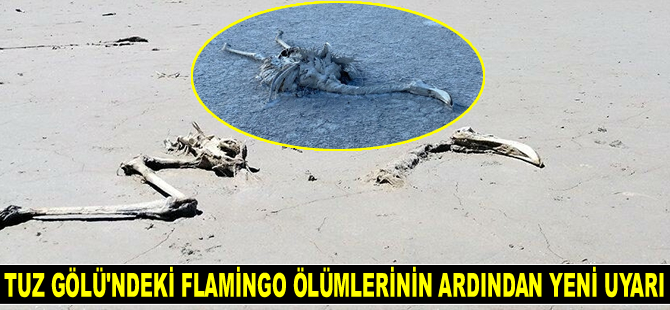 Tuz Gölü’ndeki flamingo ölümlerinin ardından yeni uyarı geldi