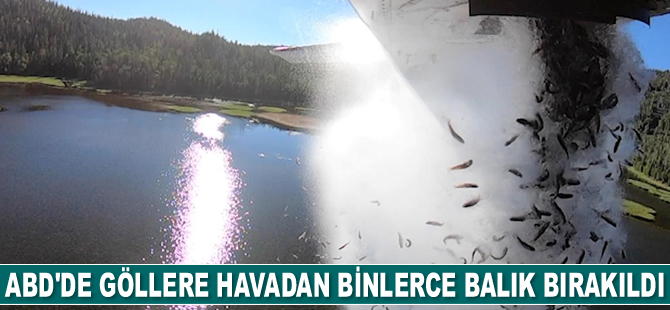 ABD’de göllere havadan binlerce balık bırakıldı