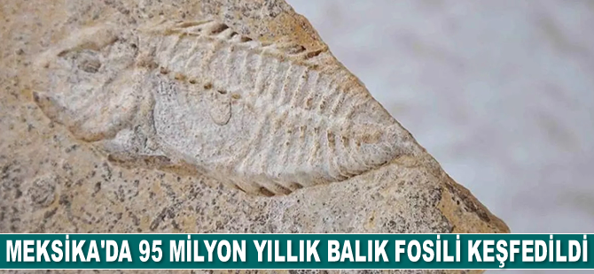 Meksika'da 95 milyon yıllık balık fosili keşfedildi