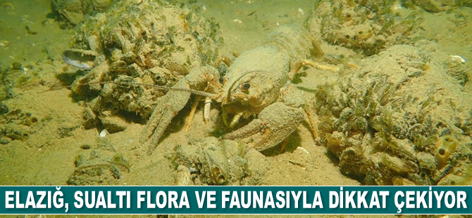 Elazığ, sualtı flora ve faunasıyla dikkat çekiyor