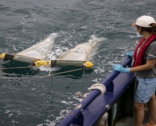 Plastik, denizlerin biyojeokimyasını etkiliyor