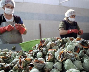 Türkiye'den yılın ilk 6 ayında 5.6 milyon dolarlık deniz salyangozu ihraç edildi