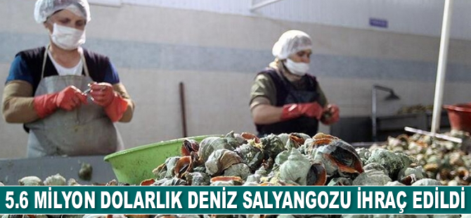 Türkiye'den yılın ilk 6 ayında 5.6 milyon dolarlık deniz salyangozu ihraç edildi