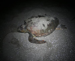 Akyatan Sahili deniz kaplumbağalarına yuva oluyor