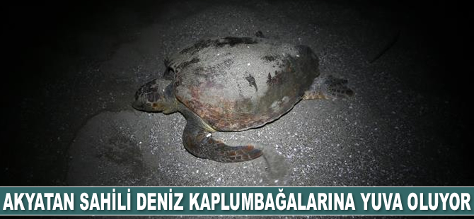 Akyatan Sahili deniz kaplumbağalarına yuva oluyor