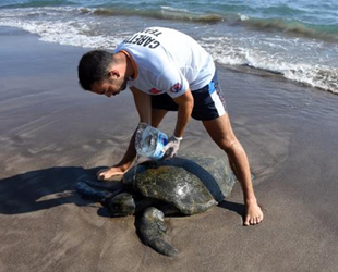 Kıyıya vuran yaralı deniz kaplumbağası tedavi altına alındı