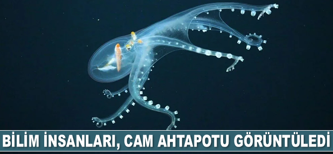Bilim insanları, cam ahtapotu görüntüledi
