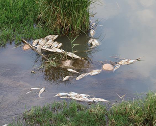Kızılırmak’taki balık ölümleri tedirgin etti